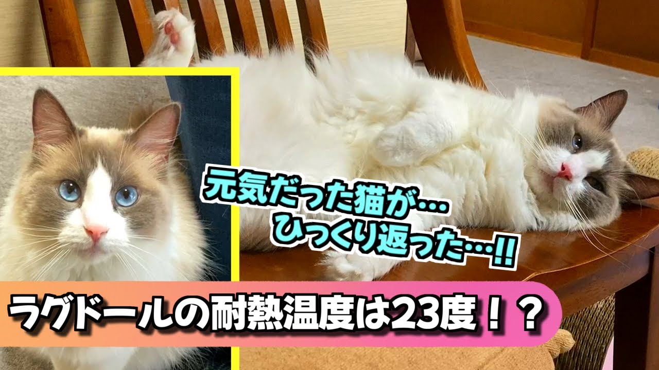 普段走り回っていたラグドールが２３度でひっくり返ってしまいました・・・急いでエアコンの掃除に取り掛かろう！！【猫のナレーション】