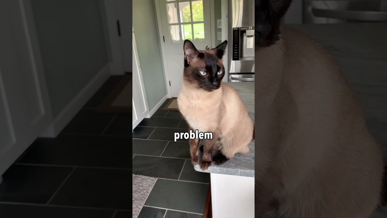 One more reason I love my cat ❤️