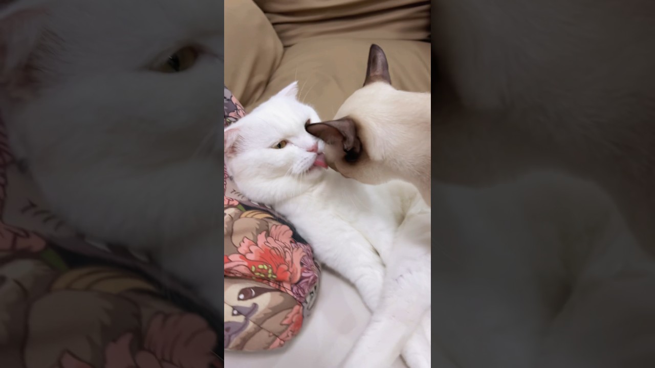 อยากให้โมเม้นนี้ กลับมาอีกครั้ง 🥺