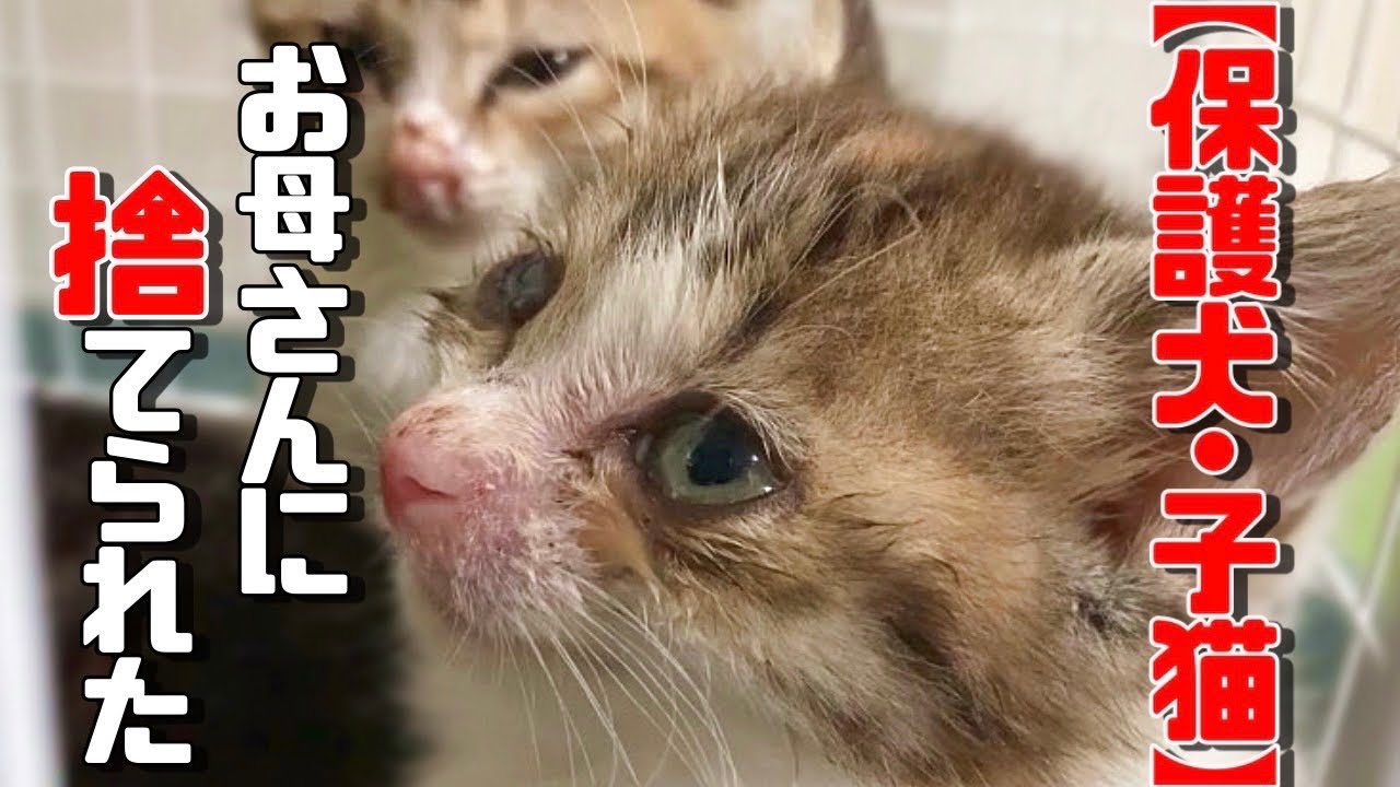 【保護犬・猫】ボロボロの姿で寄り添っていた子猫を保護しました「vol 331」