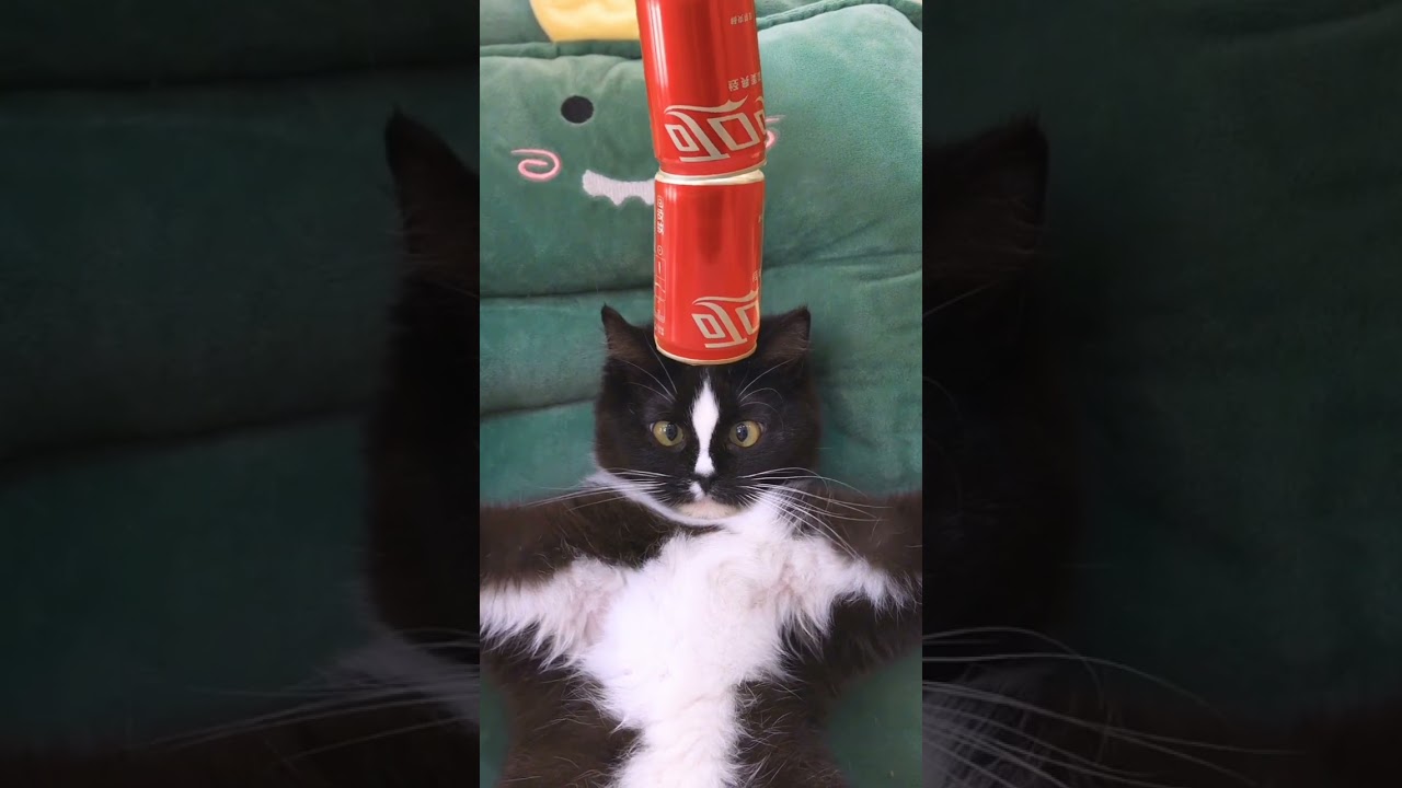 Battle of the Meows: Hilarious Competition Between Brown Cat and Black Cat | #funnyshorts #cat