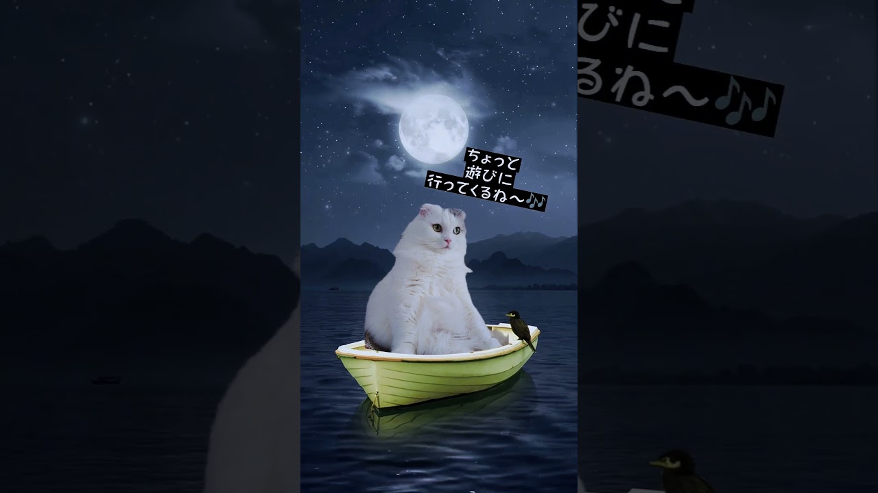 [スコティッシュフォールド] どこに行くの？#shorts #猫 #cat