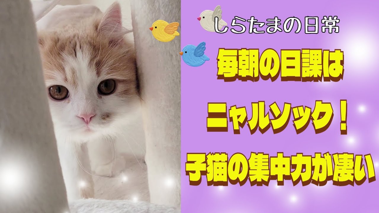 脅威の集中力！？子猫の日課はニャルソック！#ラガマフィン #子猫 #猫動画 #cat