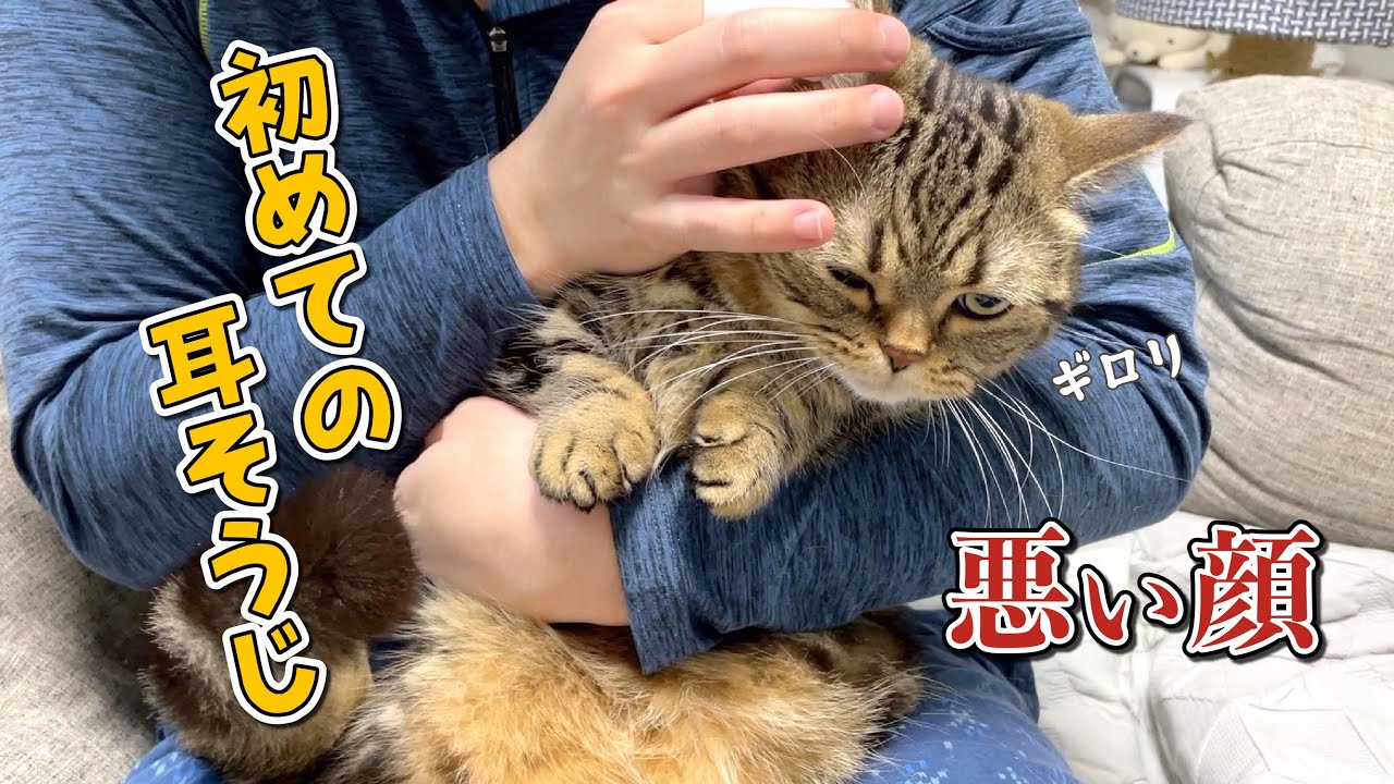 垂れ目がかわいい猫を初めて耳そうじしたら悪い顔選手権になりましたw