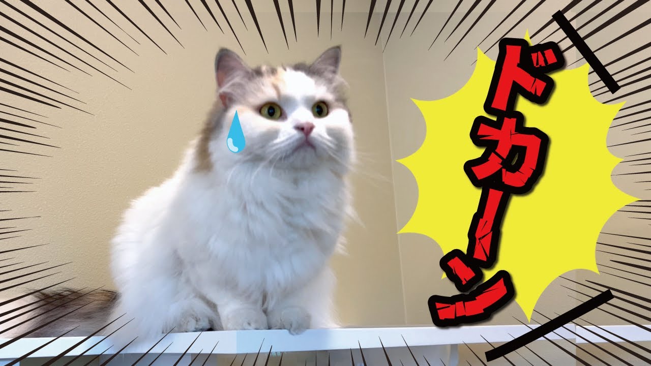 自宅の敷地内でとんでもない爆発音がなった時の猫の反応がこちら…！！！【関西弁でしゃべる猫】