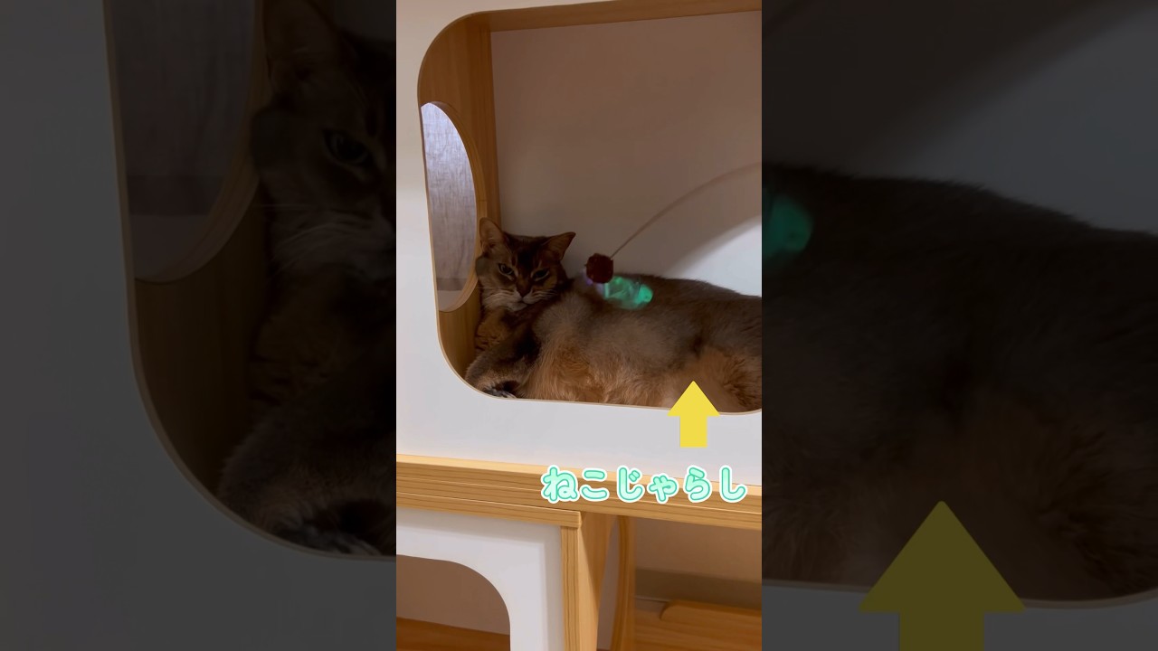 落ち着いた猫 #shorts #猫動画 #アビシニアン #cat #まな猫