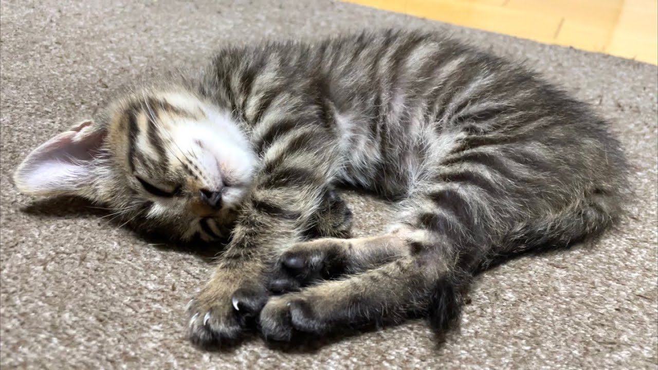 小さな子猫がグッタリと眠ってしまった原因とは…