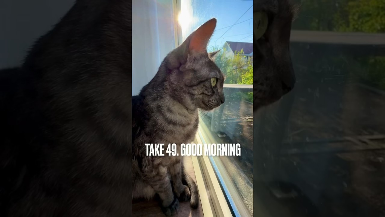#おはようございます にゃ #猫 #エジプシャンマウ #寄りすぎ #shorts