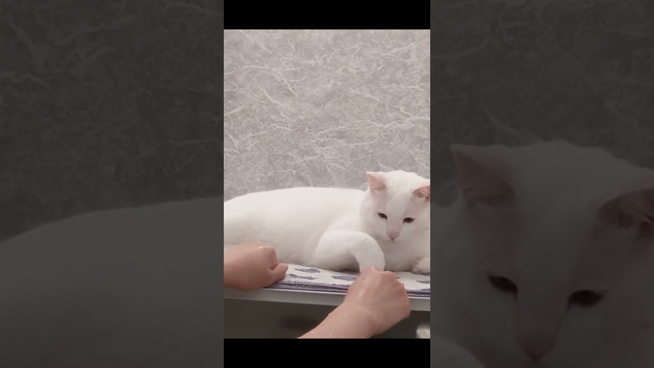 ハズした時の猫の反応がめっちゃ可愛すぎた…w　#shorts