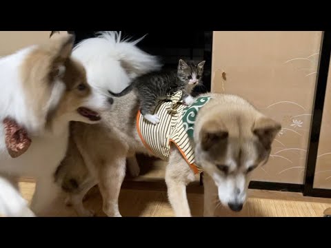 母猫に捨てられた子猫が先住犬の背中に乗って移動するようになりました🤭