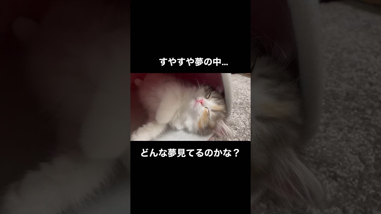 ぐっすり子猫ちゃん #sorts #cat #子猫 #猫 #癒し #cute #cutecat #スコティッシュフォールド