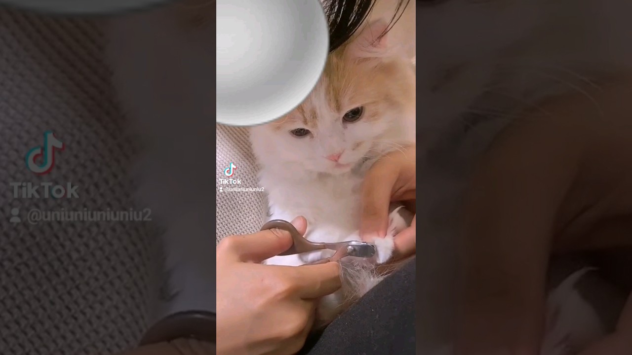 爪切りを頑張る子猫 ※ニンゲンの声あり #ラガマフィン #猫動画 #cat #子猫 #shorts