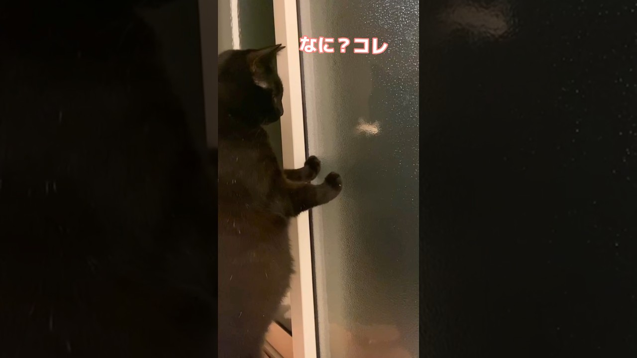 ヤモリが獲りたい猫-Cat that the gecko wants to catch.-