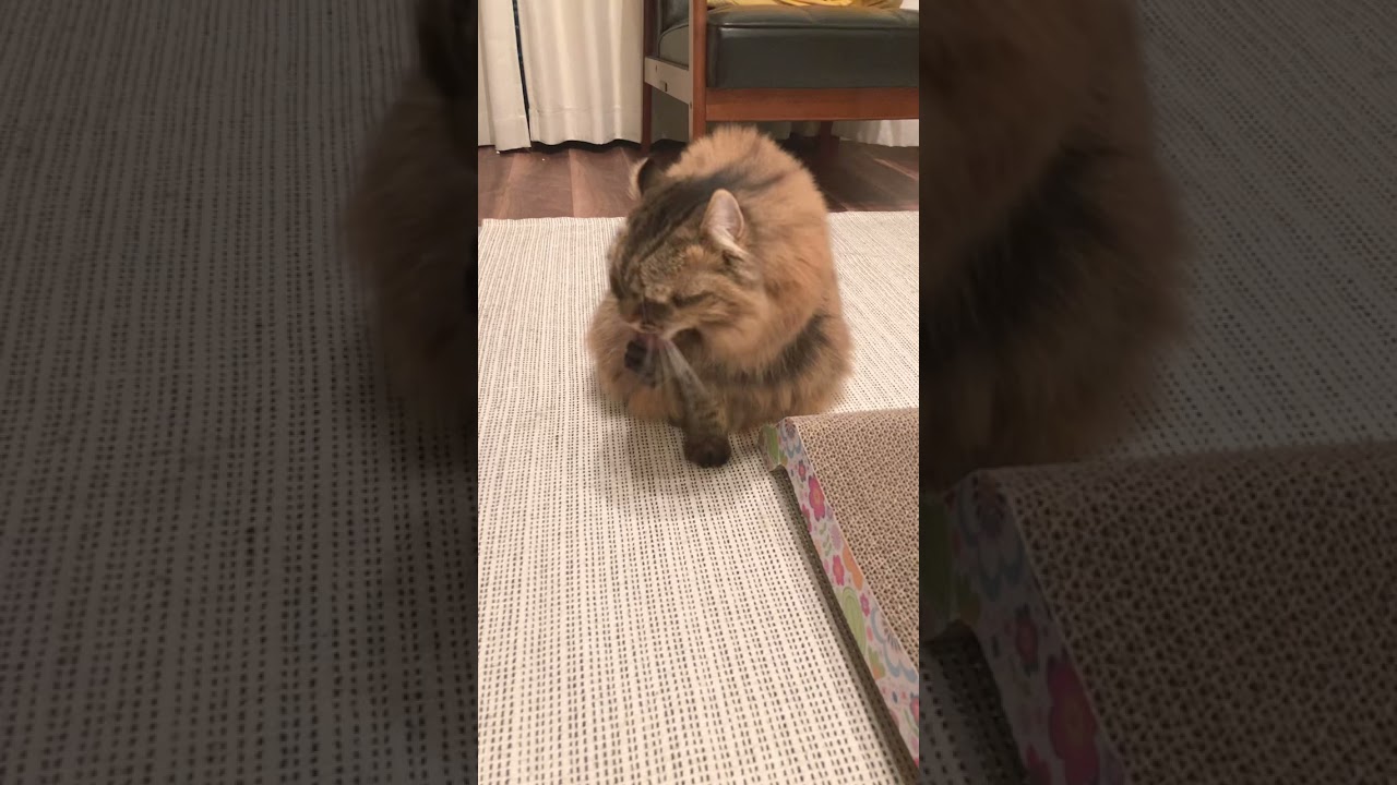 毛づくろいするアメリカンカール