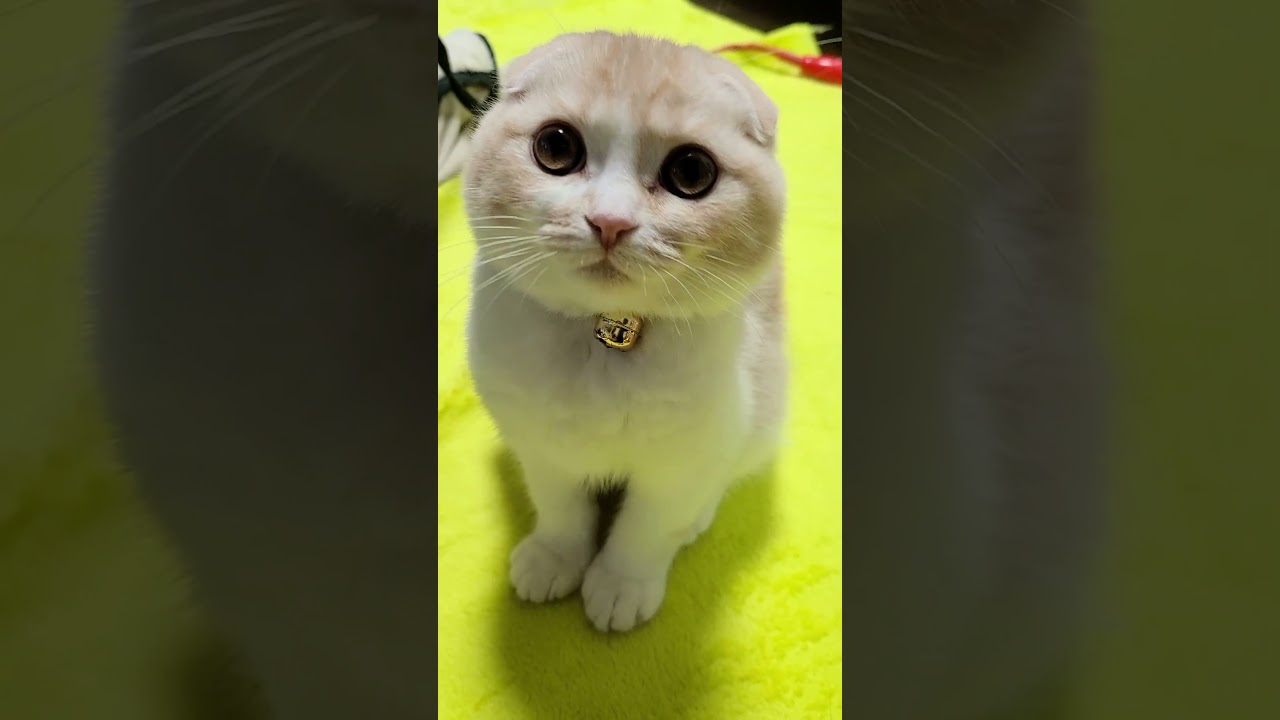 全てが国宝級にまるい猫がかわいい#shorts