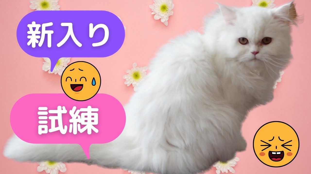子猫は元気になってる！先住猫による可愛がりを止めさせると怒る猫！w