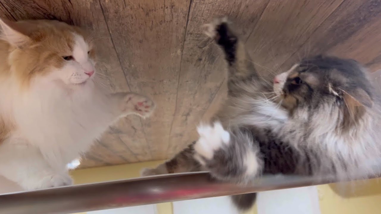 【バトル⁉︎】高い所で猫パンチ‼︎ノルウェージャンフォレストキャットwww