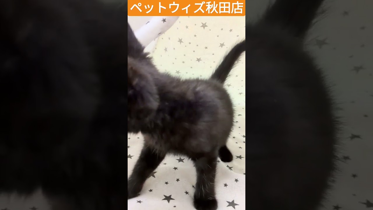 秋田店スコ　#shorts #スコティッシュフォールド #スコティッシュストレート