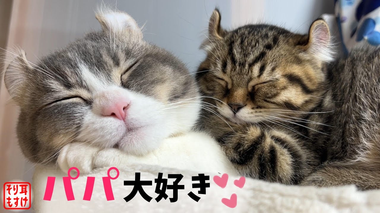 世界一優しいパパから斬新な遊びを伝授された子猫達がご満悦すぎるｗ