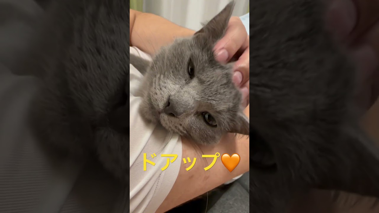 ドアップが可愛くてごめん💛な猫（ロシアンブルー）#shorts