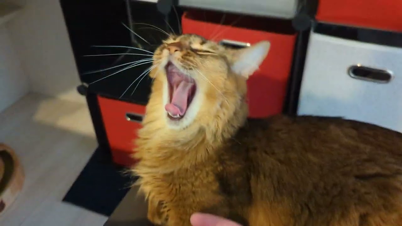 【525日目】あご #ソマリ #cat