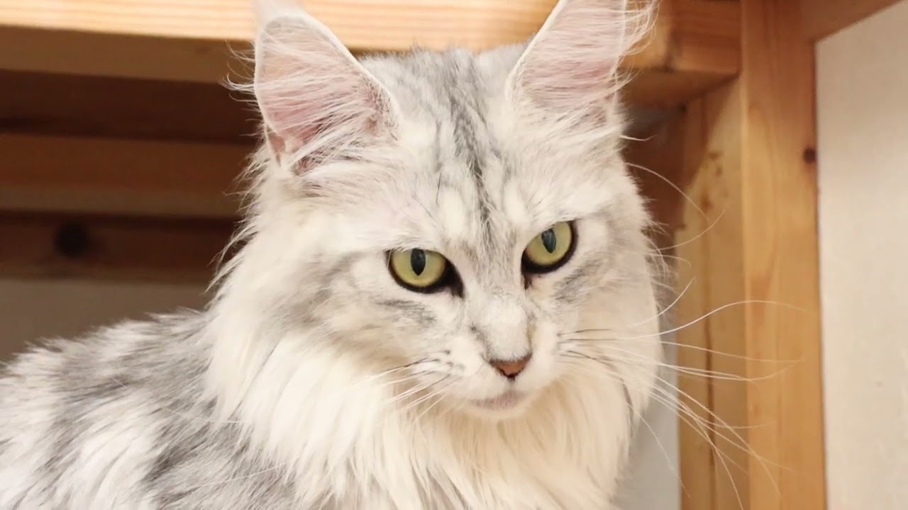 シルバーが美しいメインクーンなおみさん