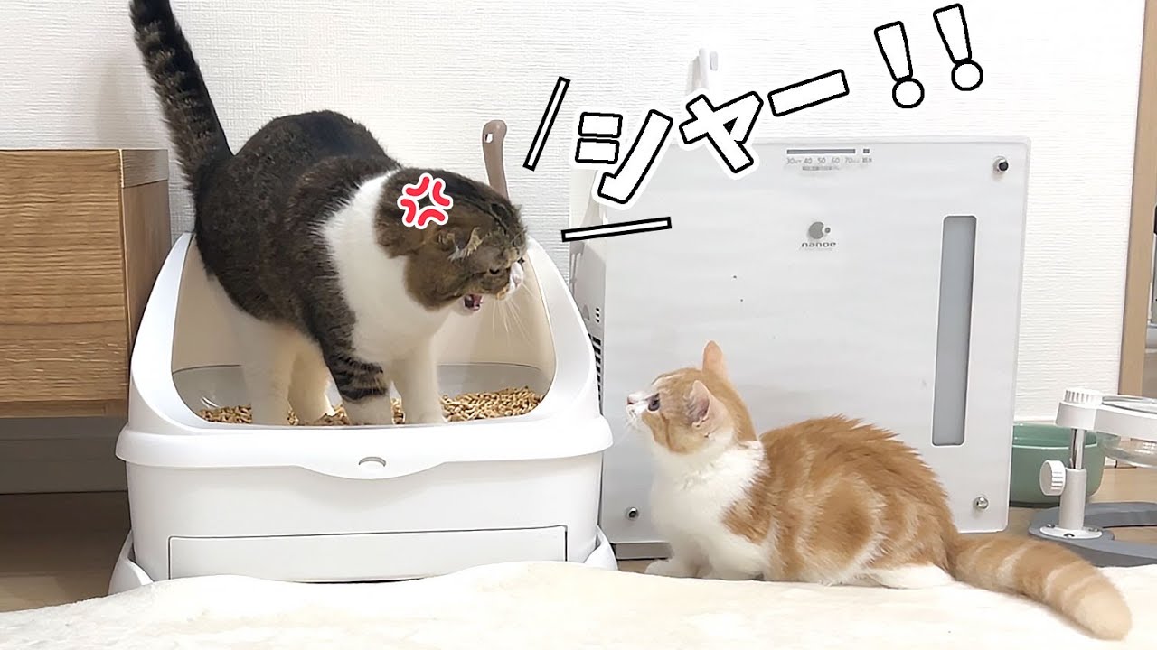 ついに子猫がパパ猫に怒られました！
