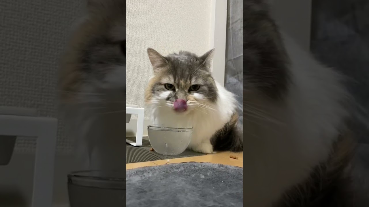おいしそうに水を飲む猫 #猫 #cat #ラガマフィン