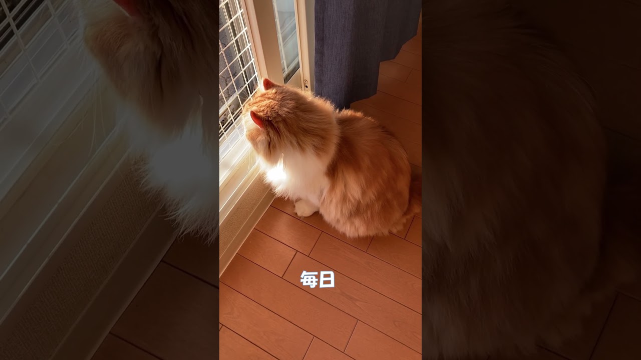 猫に起こされた #shorts  #猫 #アメリカンカール #cat