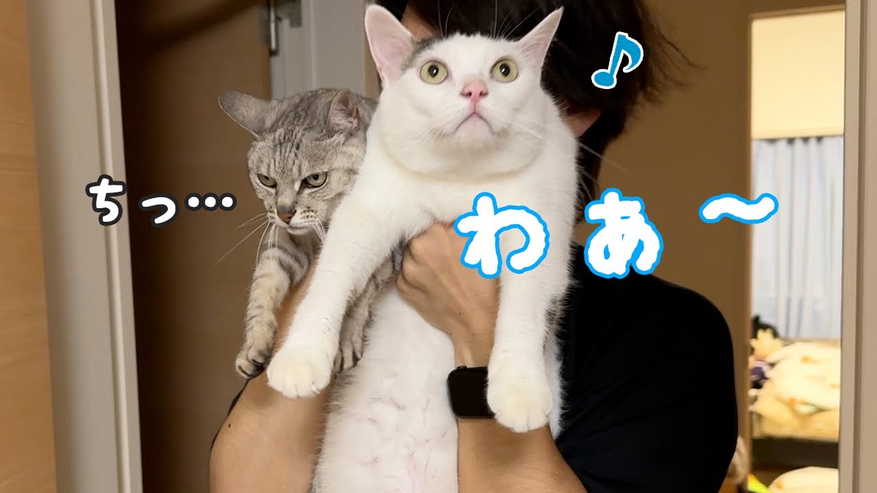 寝る時間にまとめて運び出される猫たち…ｗ