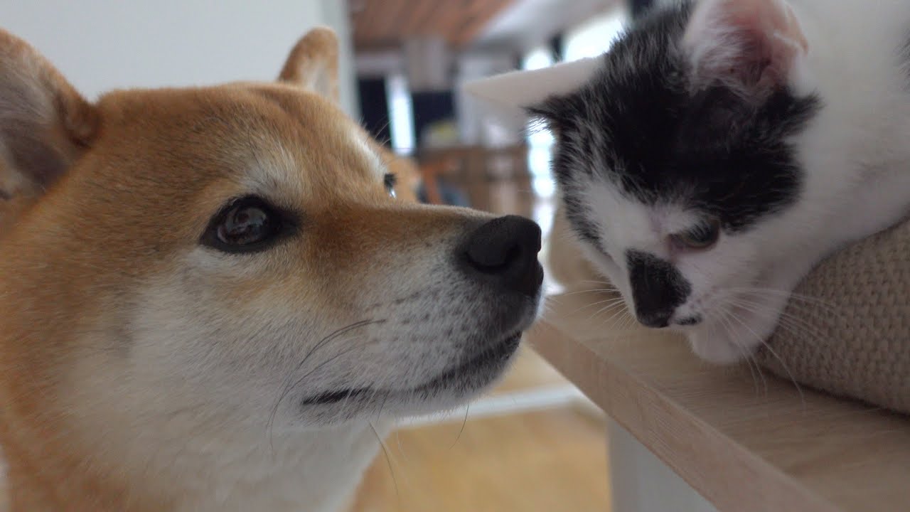 子猫が家にきて約一ヶ月‥柴犬ハチとの距離感がまるで親子に。
