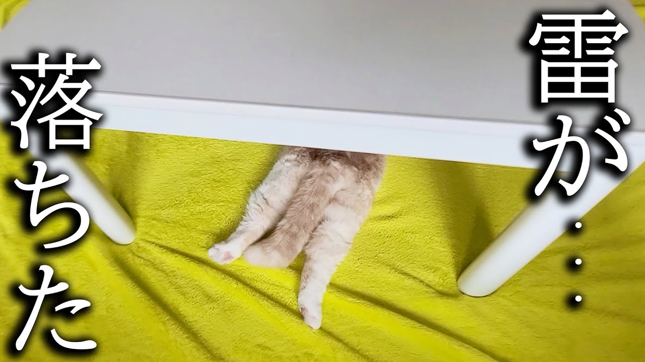 突然カミナリがピカッと光ってびっくりして猫と犬がこうなりました...