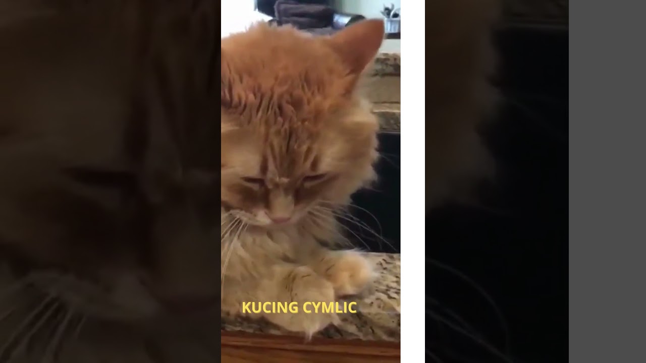 Daya tarik Kucing Cymric#shortsfound #shortsvideo #shorts