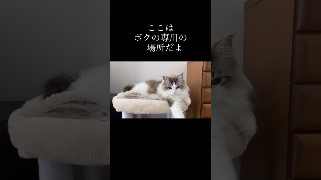 ここは、ボクの専用の場所だよ！ #ラグドール #猫の居る暮らし #cat