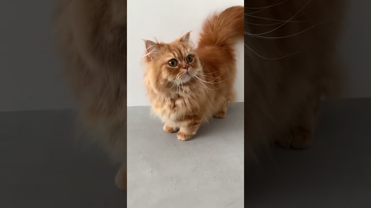冒険だ#タレント猫 #猫 #マンチカン #まんちかん #マンチカン短足 #くるみ #ねこ動画 #猫好きさんと繋がりたい #ねこ部 #ねこかわいい #いやしねこ  #ペットモデル大募集 #shorts