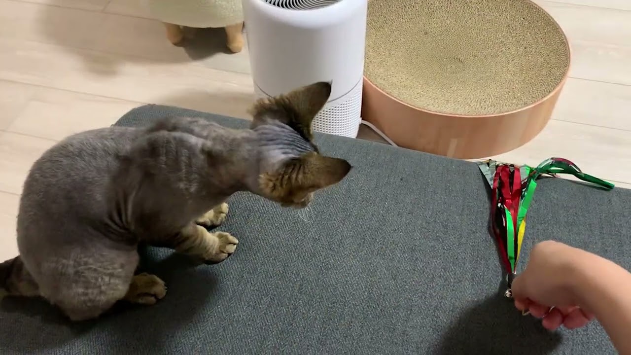 デボンレックス兄弟に新しい猫じゃらしを買いました(A new cat toy for Devon Rex brothers)