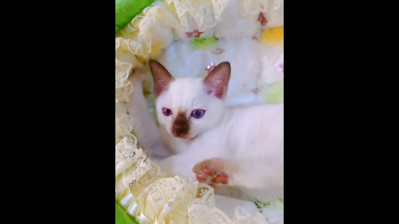 トンキニーズ ⭐お目目キラキラな男の子⭐ シャンパン(チョコレート)ポイント