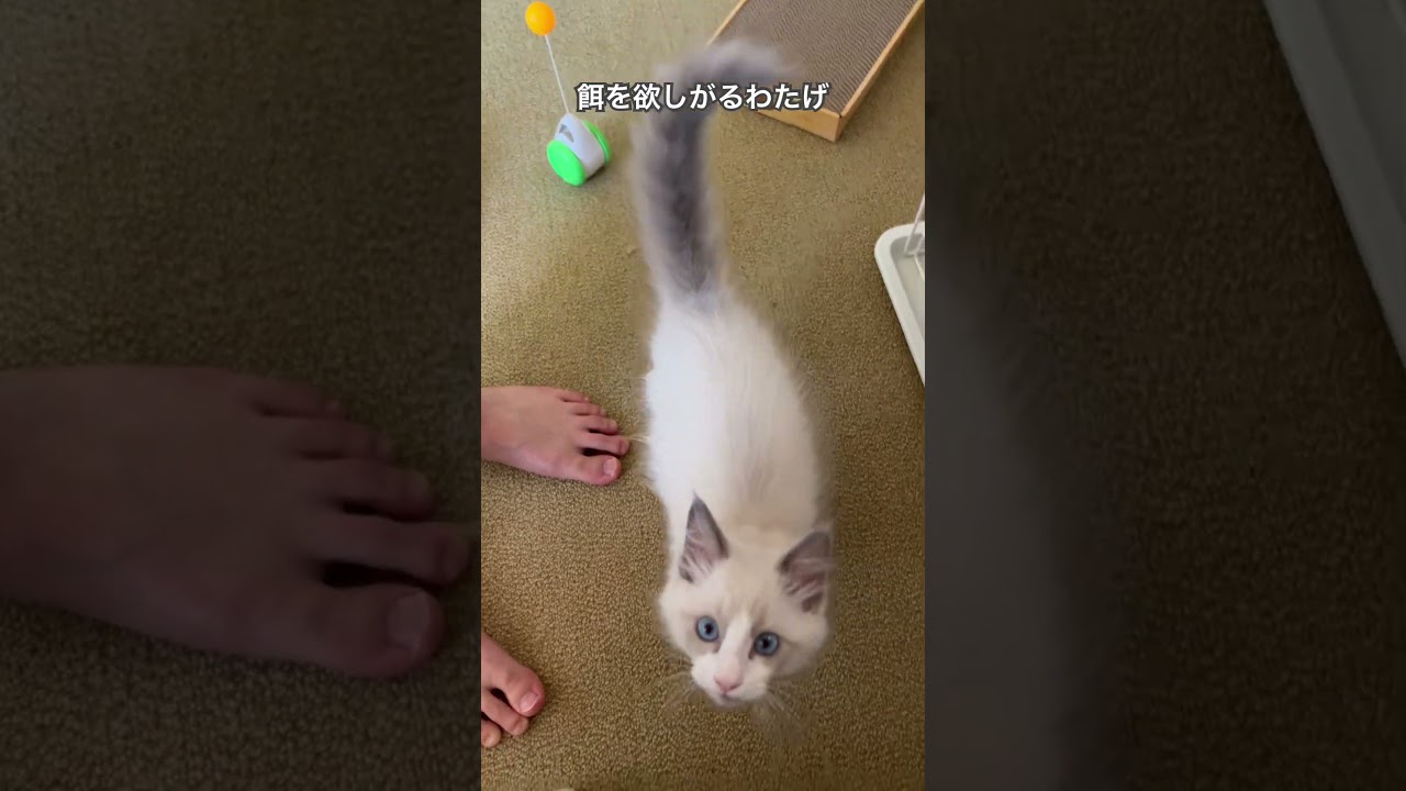【ラグドールのわたげ】餌を欲しがる時の仕草が可愛すぎる #猫 #cat #ラグドール #shorts