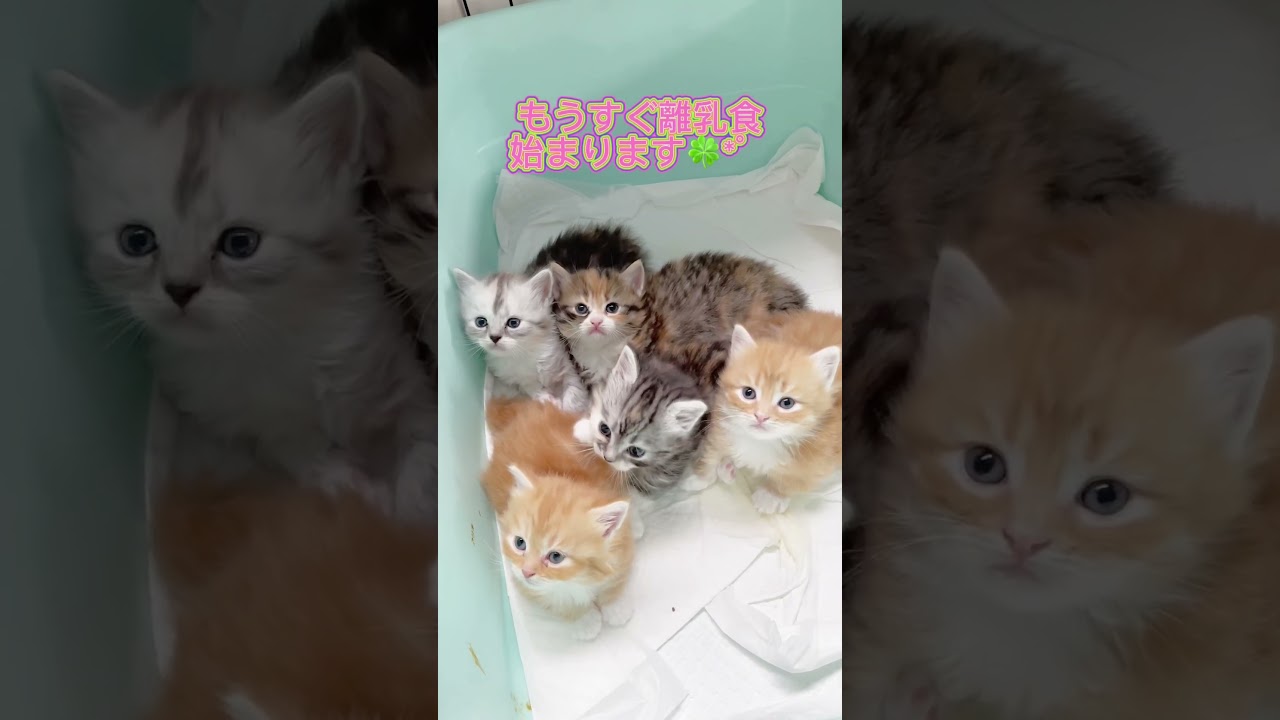 ミヌエット子猫ちゃん🩷 【お問合せ詳細は説明欄に記載あります】 #マンチカン #子猫 #ブリーダー直販 #猫 #猫のいる暮らし #ミヌエット #子猫販売 #ラパーマ #スクーカム #猫動画