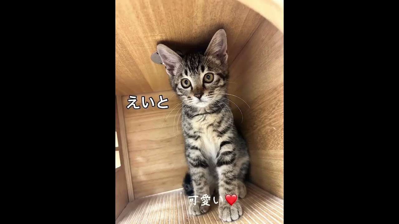 下関のセンターの猫達の家族になって下さい🙏 #cat #catlover #cute #kitten