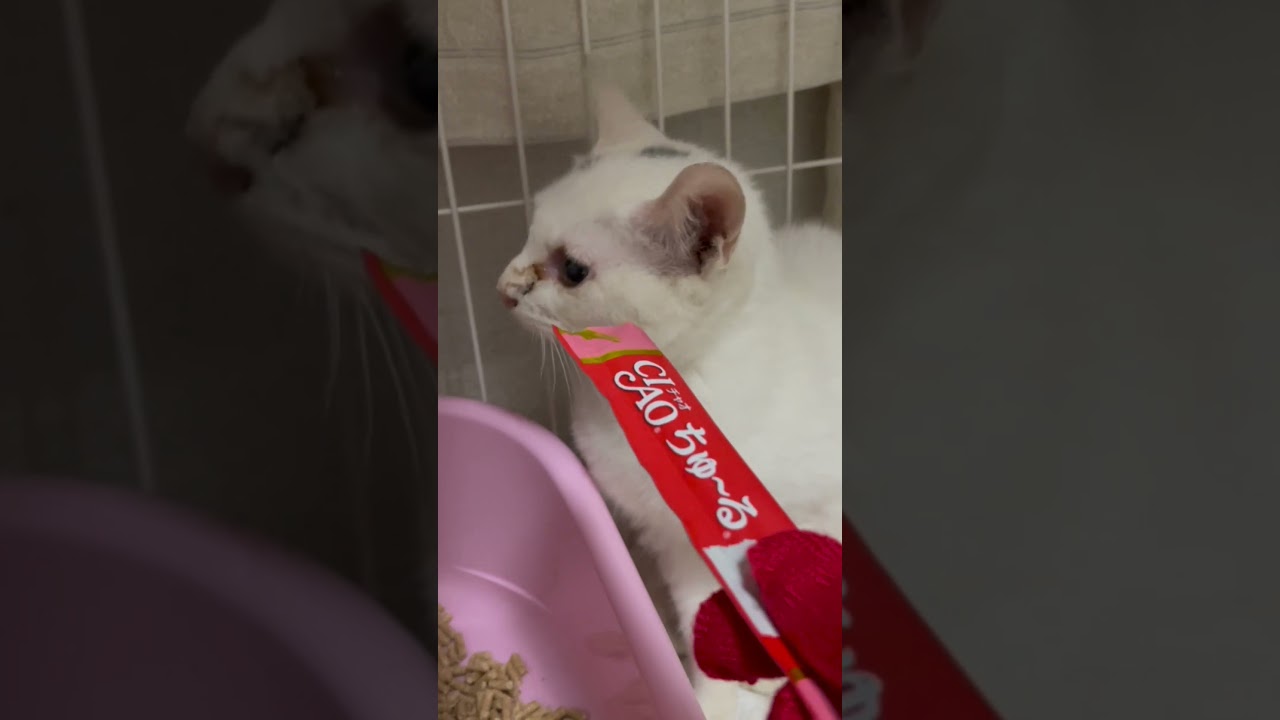 窓の下で鳴いていた子猫を保護した直後の様子、短い鳴き声が可愛い #shorts