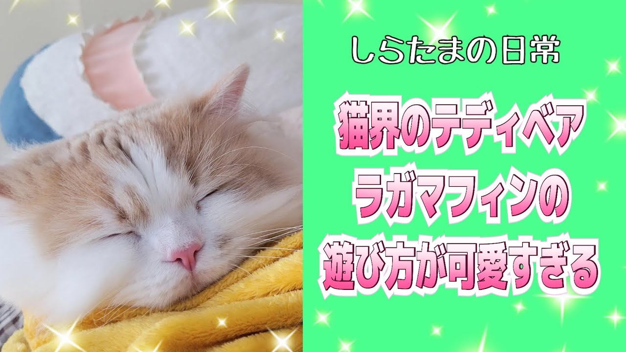 猫界のテディベア！ラガマフィンの子猫の遊び方が可愛すぎました#ラガマフィン #猫動画 #子猫 #サマーカット