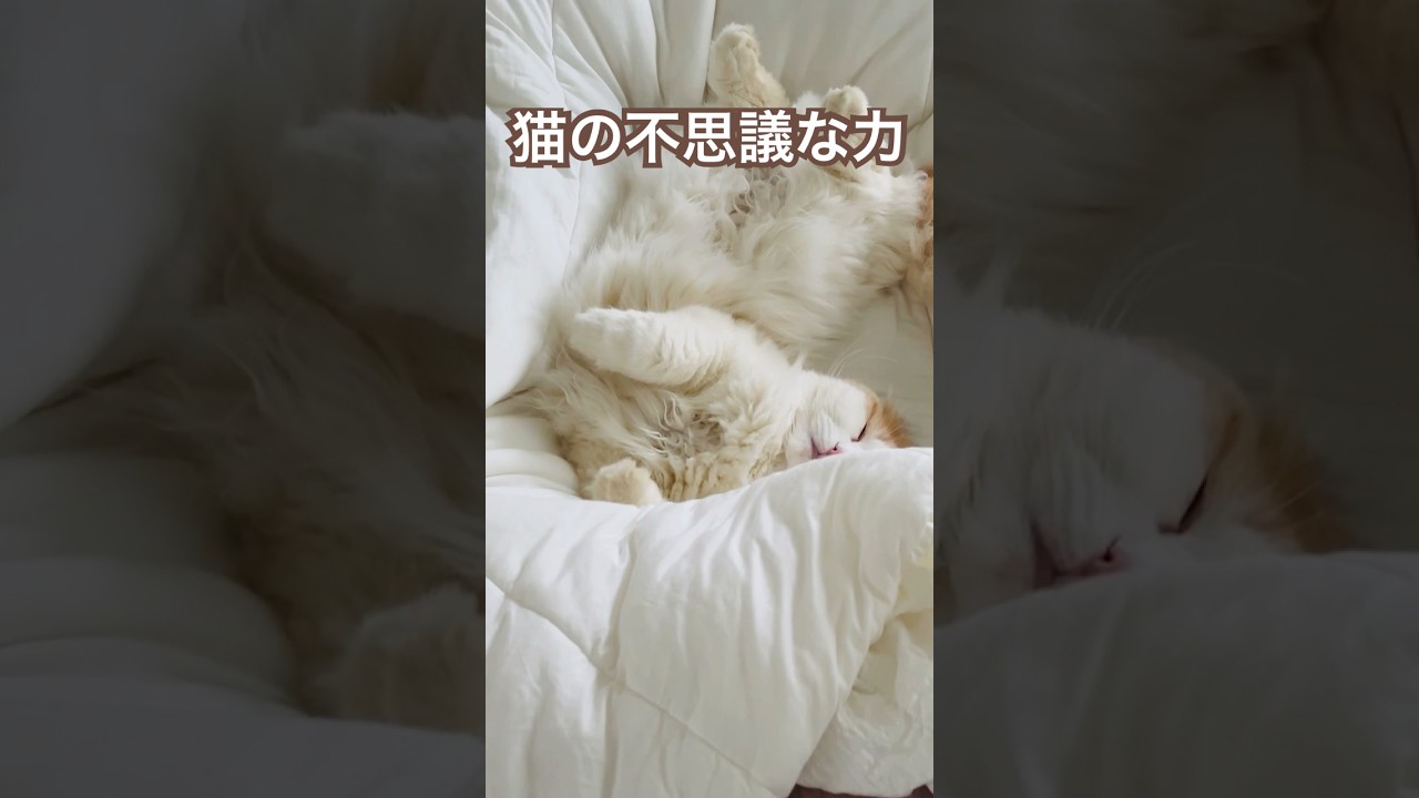 猫好き必見！美しい寝顔の猫　【スコティッシュフォールド】
