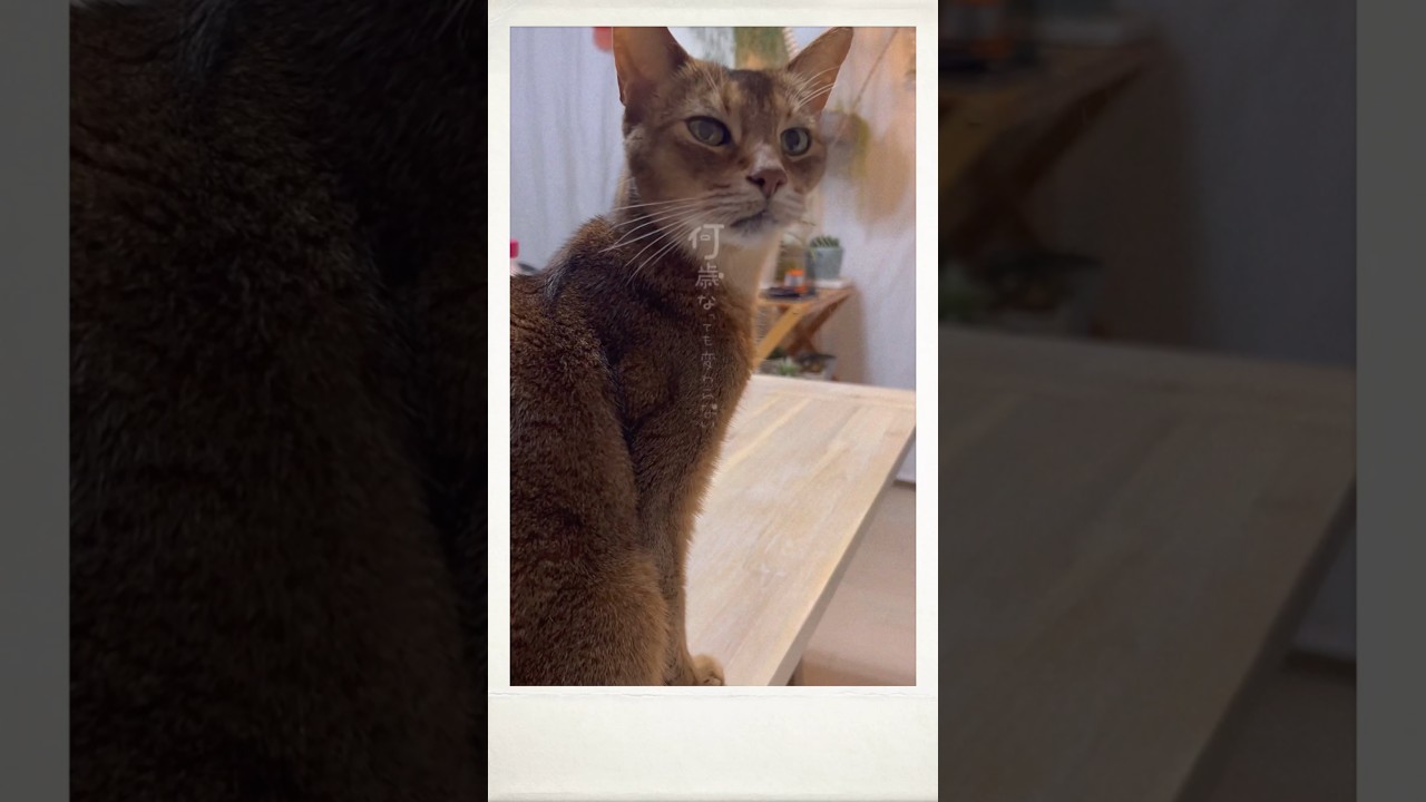 19歳のエンジェルくん #shorts #猫動画 #アビシニアン #cat #まな猫