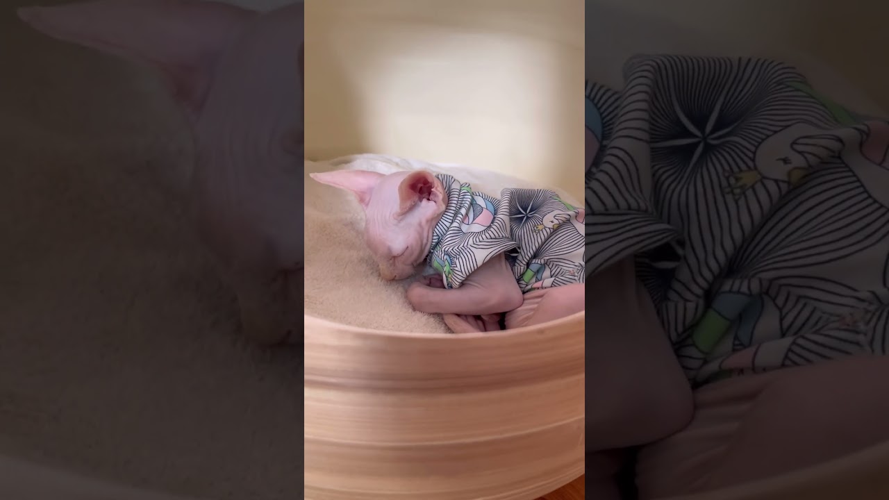 妖精のように眠る毛のない子猫【スフィンクス猫】