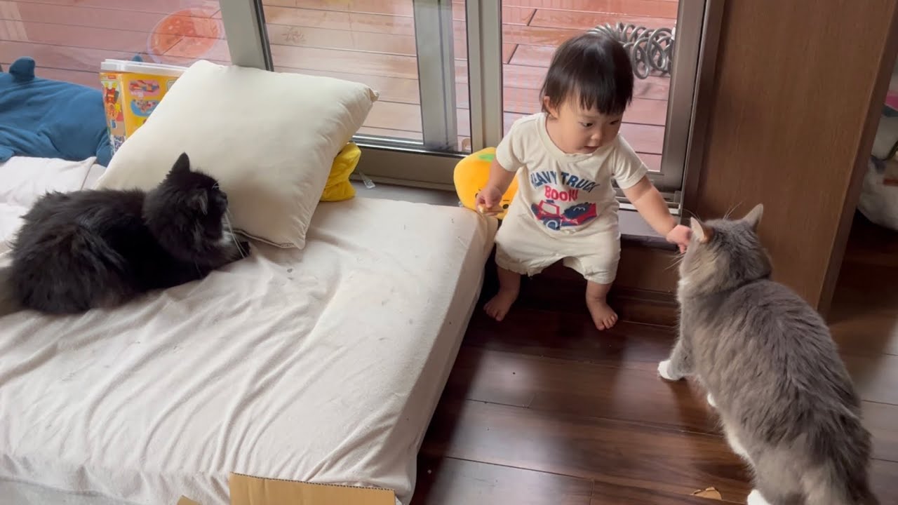 赤ちゃんに毎朝要求をする猫　ノルウェージャンフォレストキャット　A cat that makes a request to a baby every morning