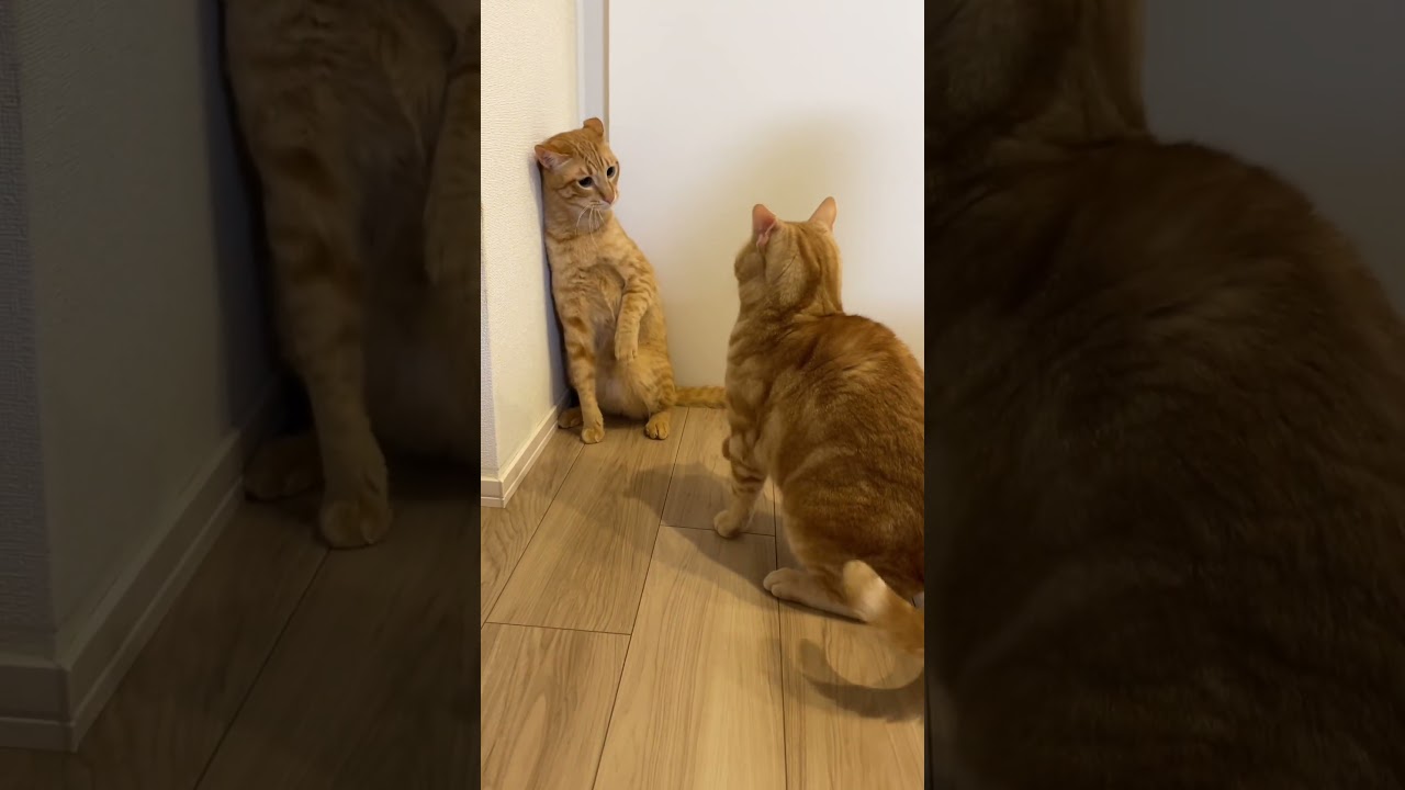 子供のように喧嘩する猫たちの日常w　#shorts