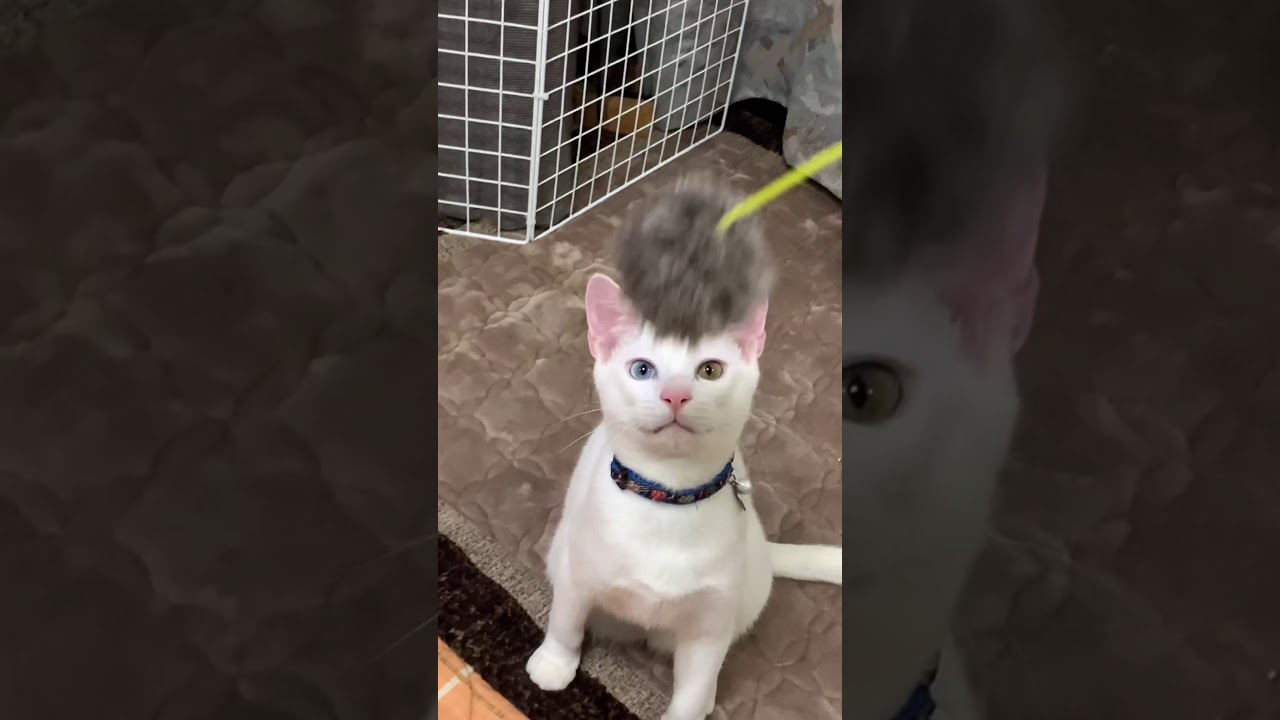 毛玉にパンチする猫　#shorts