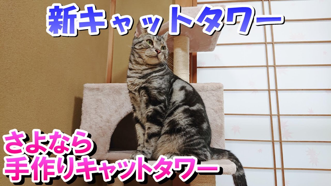 キャットタワー購入！自作キャットタワーは不要？MAU　エスカリエ（アメリカンショートヘア）