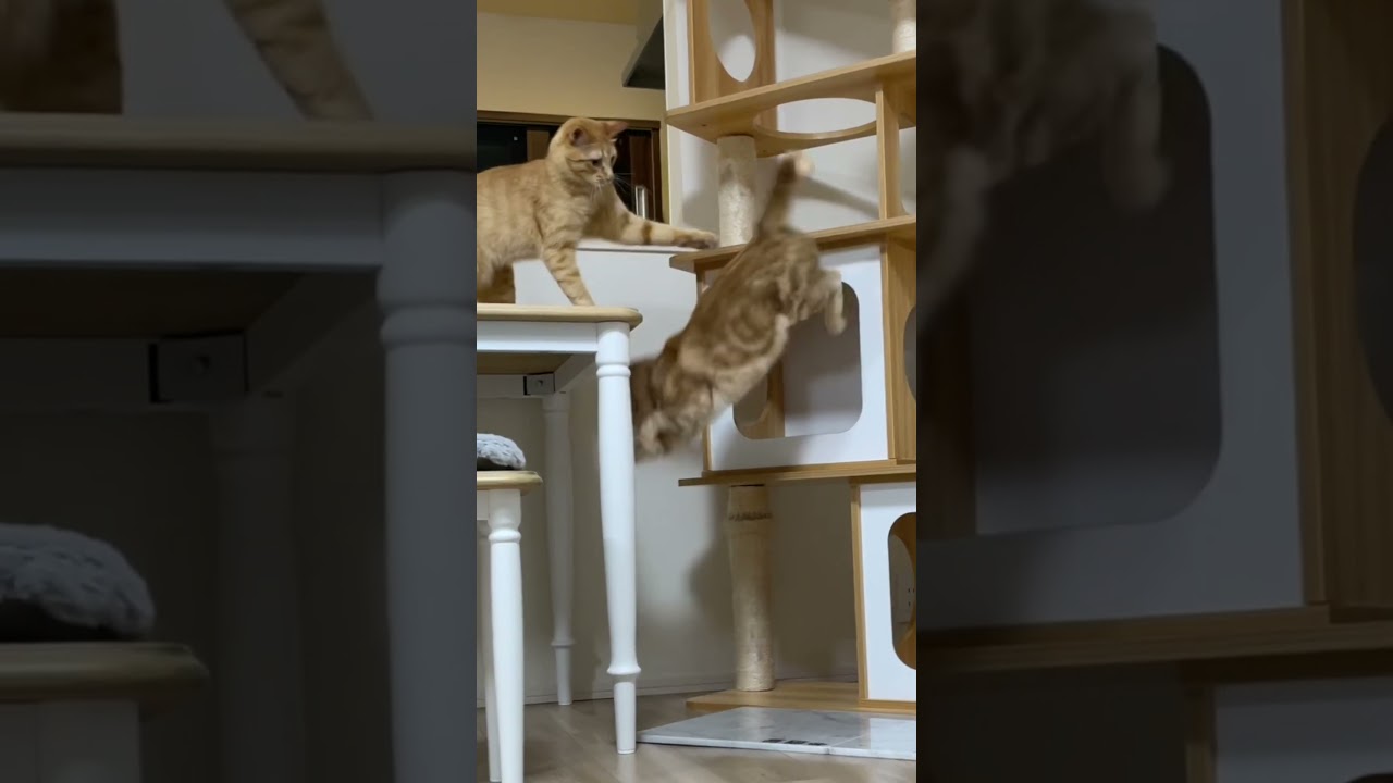 カッコつけようとした猫の末路…笑　#shorts